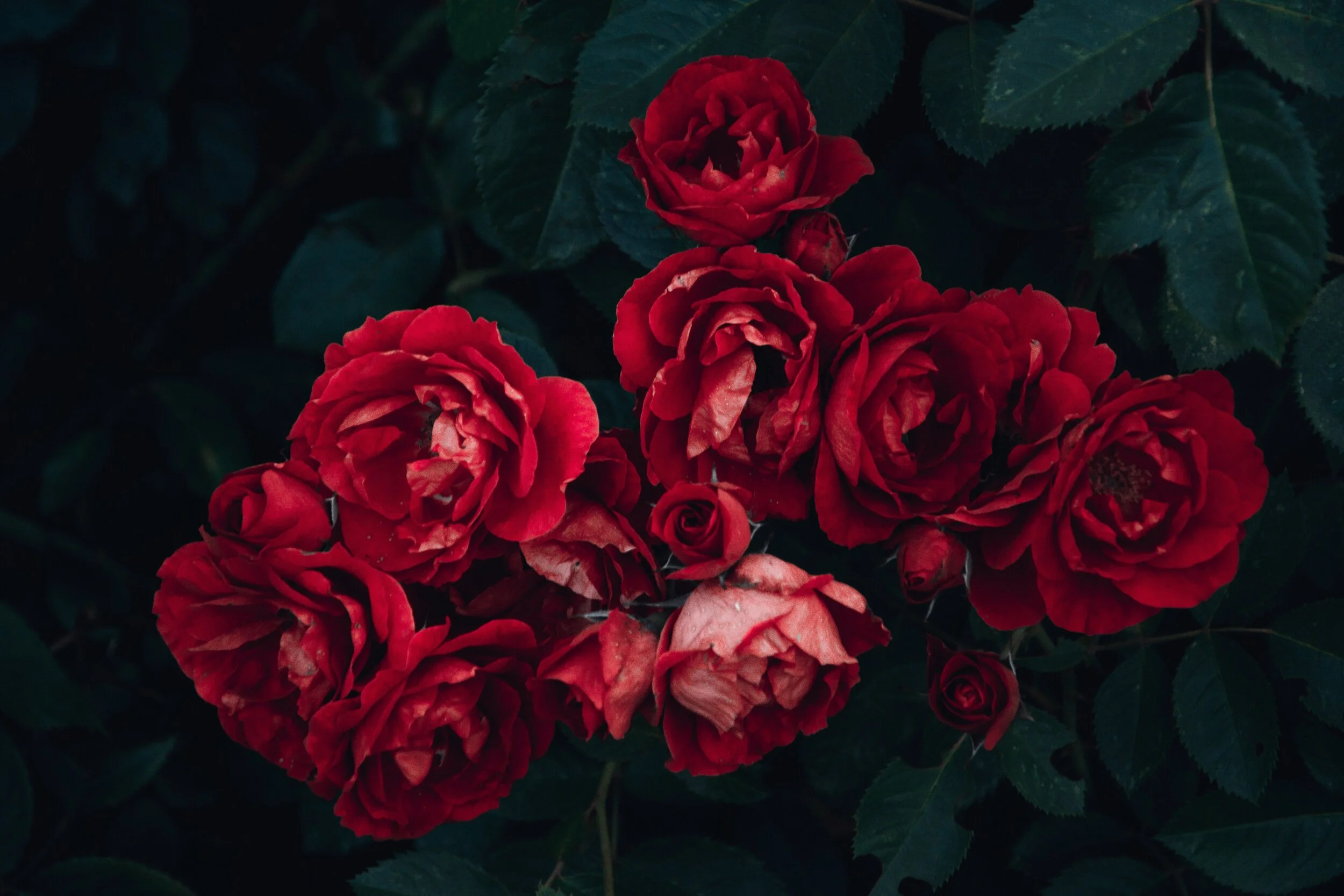 Soul Sisters The Real Lesson Of Snow White And Rose Red The Gilmore Book Club
